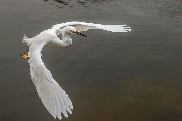 Jones, Adam 아티스트의 Snowy egret flying-Merritt Island National Wildlife Refuge-Florida작품입니다.